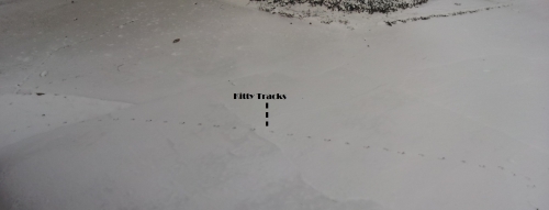 20140129_Morning Front Driveway - Kitty Tracks Arrows